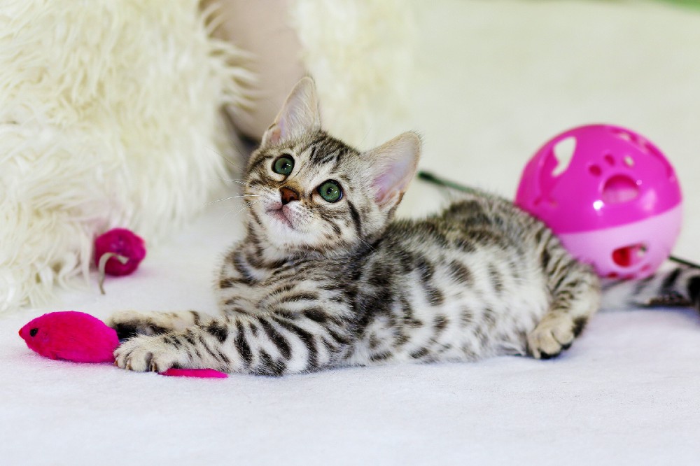A kitten surrounded by toys.