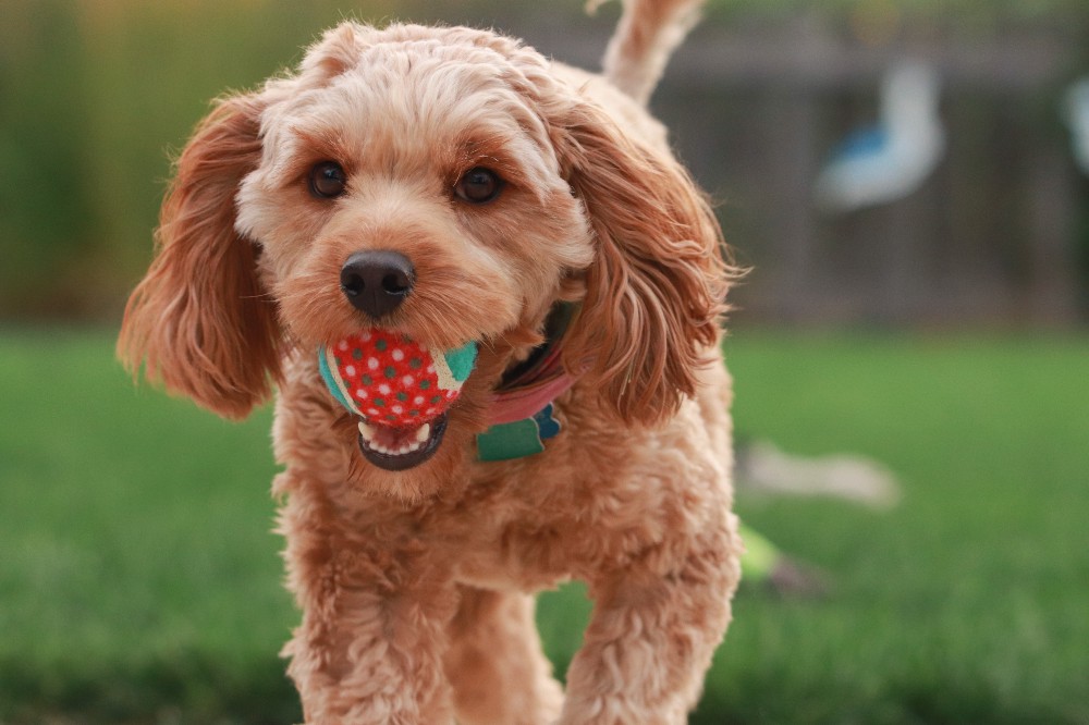 A small Cavapoo plays fetch with its owner. It’s shown bringing the tennis ball back to the thrower.