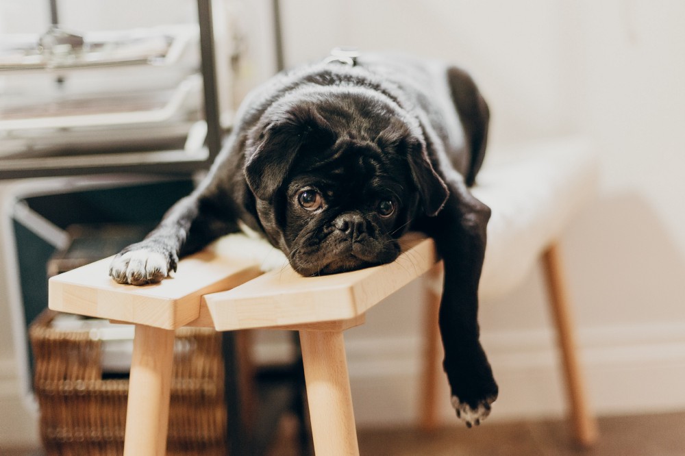 A pug who appears to be bored and resting on a wooden bench.