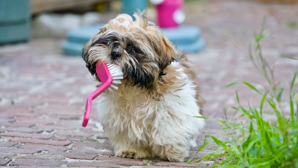 Brown and White Shih Tzu dog holding a dish washing brush in its mouth.