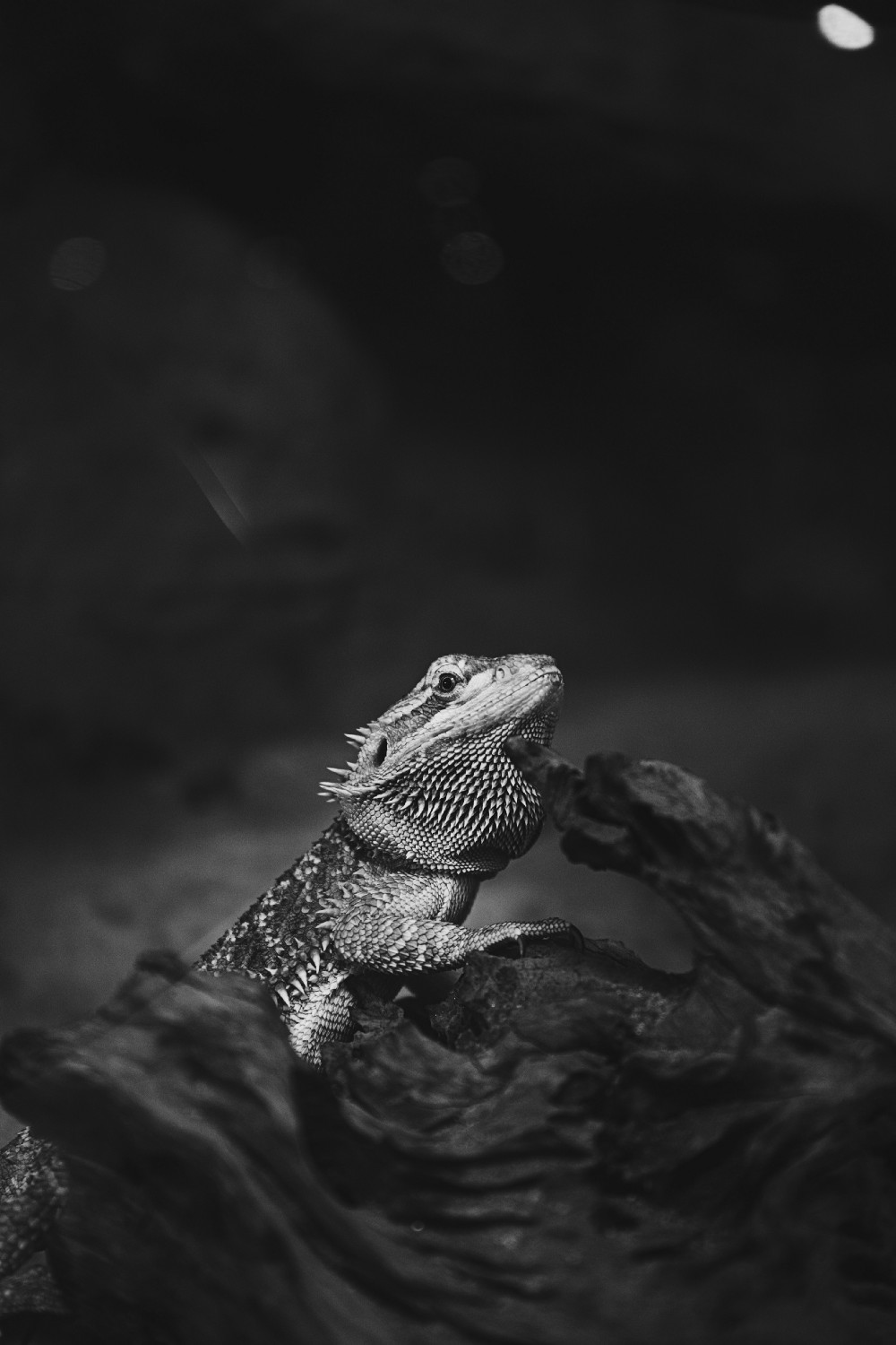 Greyscale photo of bearded dragon on a wooden log.