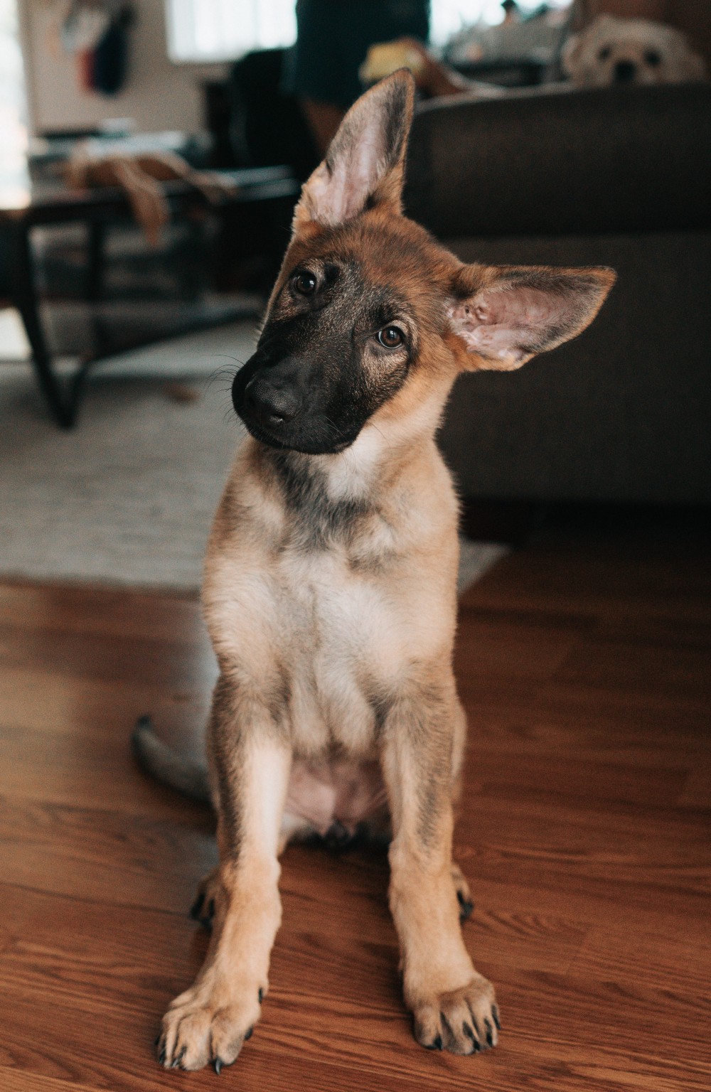 A German Shepherd puppy with it’s head cocked to it’s left.